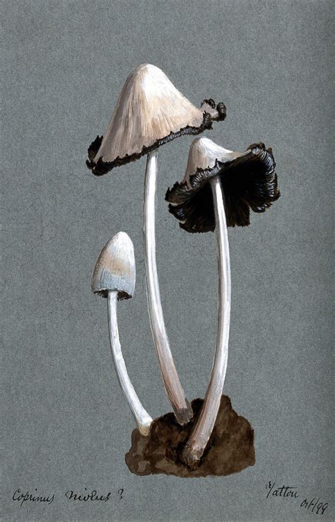 Mushrooms Vintage Art Illustration Free Stock Photo Public Domain