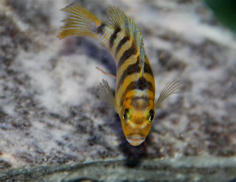 Deb's CICHLIDS: ASSORTED AFRICAN CICHLIDS