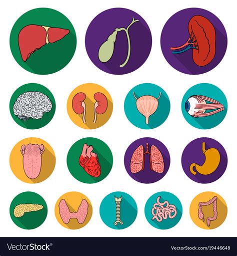 Human Organs Flat Icons In Set Collection Vector Image