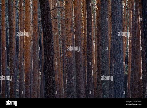 Ciclo del carbono Fotos und Bildmaterial in hoher Auflösung Alamy