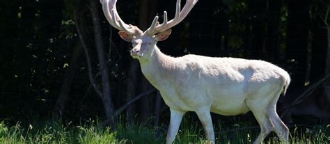 Albino Deer Facts & Information (everything to know) - World Deer