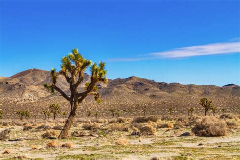 460 Victorville Stock Photos Pictures And Royalty Free Images Istock