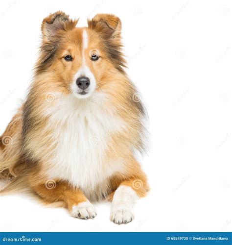 Brown Sheltie Dog Stock Photo Image Of Adult Mammal 65549730