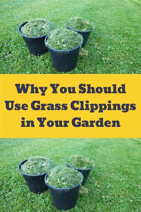 Why You Should Use Grass Clippings In Your Garden Grass Clippings