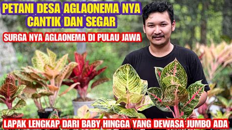 Petani Desa Aglaonema Nya Bagus Bagusukuran Baby Hingga Dewasa Jumbo