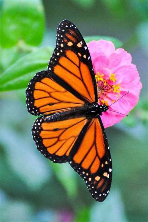 Monarch Butterfly Farfalla Monarca Pittura A Farfalla Belle Farfalle