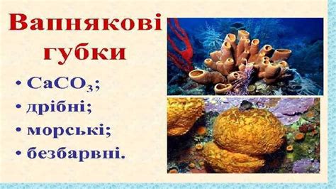Презентація " Перехід до багатоклітинності. І частина. Водорості. ІІ ...