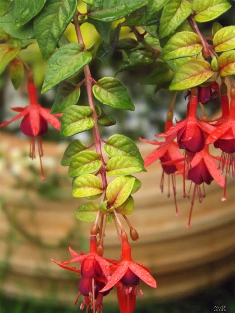 Fuchsia Austromontana 'Autumnale'