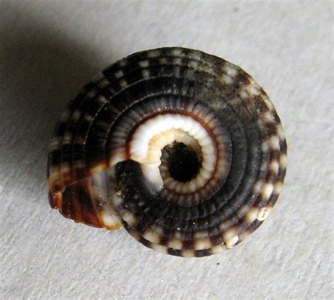 Heliacus Variegatus Gmelin Shells Mu Le Lastury