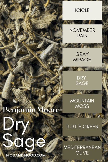 Is Benjamin Moore Dry Sage A Muddy Brown Or Muted Sage Explained