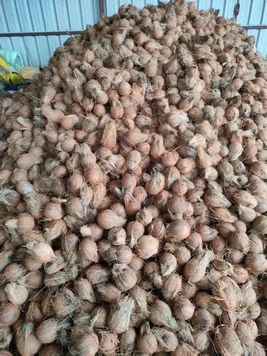 A Grade Pollachi Semi Husked Coconut Coconut Size Large At Rs Kg