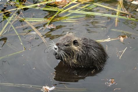 DSC09461 Nutria Jutta Monhof Flickr