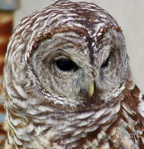 Face of an Owl Photograph by Barbara Shenton - Fine Art America