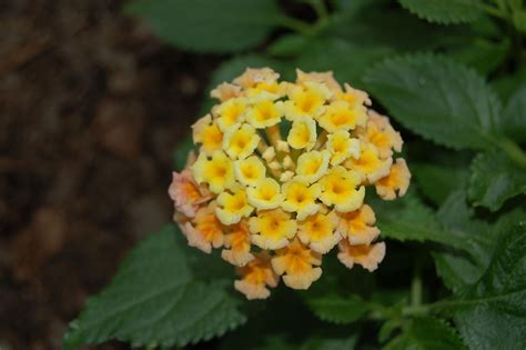 Luxury Lantana Camara Flower Beautiful Flower Arrangements And Flower