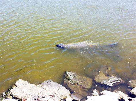 Canaveral National Seashore Florida Smart