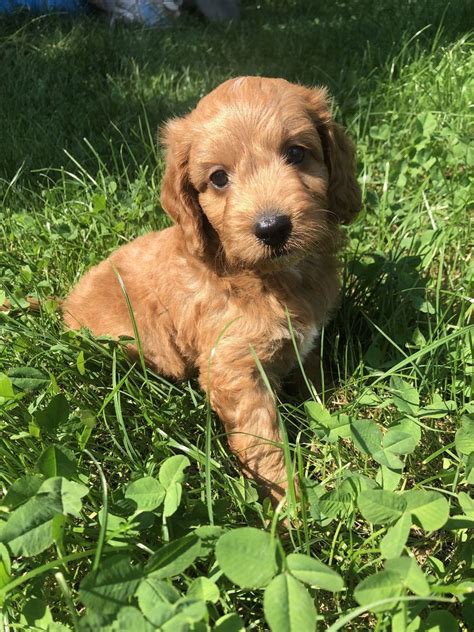 Piesek Cockapoo Mama Cocker Spaniel Tata Pudel Toy Busko Zdr J Olx Pl