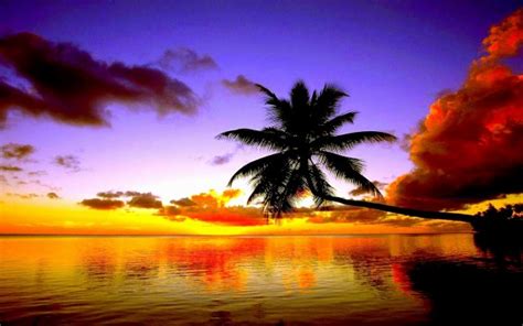 Coconut Tree Sunset Background - 1920x1200 - Download HD Wallpaper ...