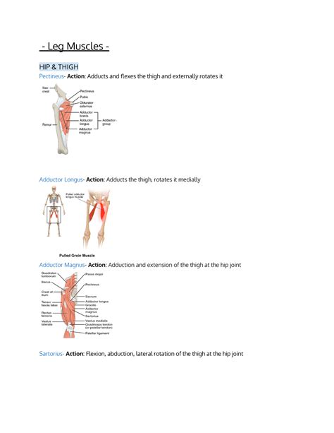 Biol Lab Leg Muscles Lecture Notes Leg Muscles Hip Thigh