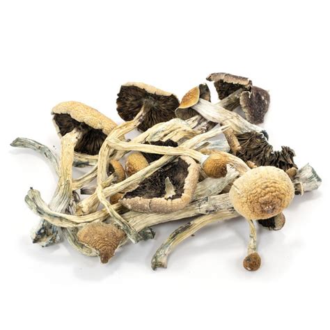 Cogumelos Mágicos Psilocybe Cubensis 10g Cogumelos Mágicos Psilocybe