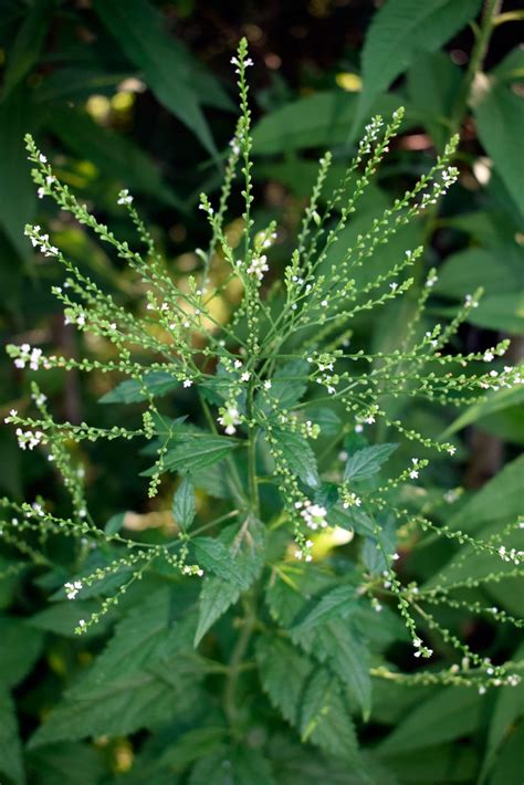 White Vervain – Wildflowers of Little Bass Lake