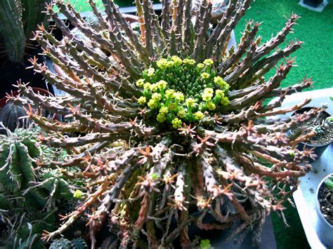 Die anderen Sukkulenten - Sukkulenten im Gewaechshaus und Freilandhaltung