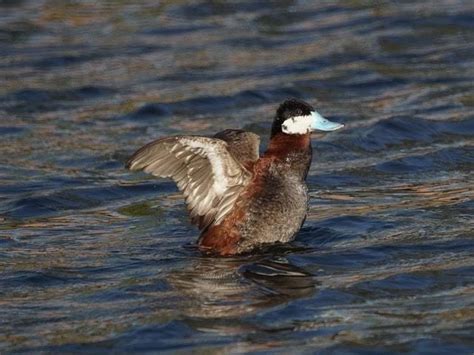 LAND OF EXTREMES: Wildlife of the Salton Sea | Land of Extremes ...