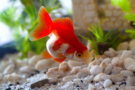 How Often Should You Feed Goldfish Complete Information