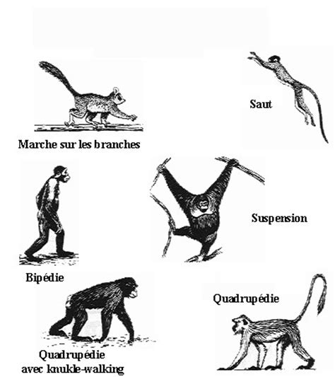 Définition caractéristiques et place des Primates au sein des mammifères