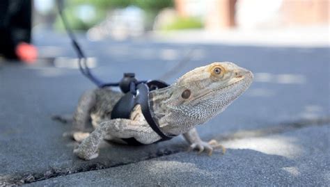 A List of Some "Pet Lizards" - MustPets.Com