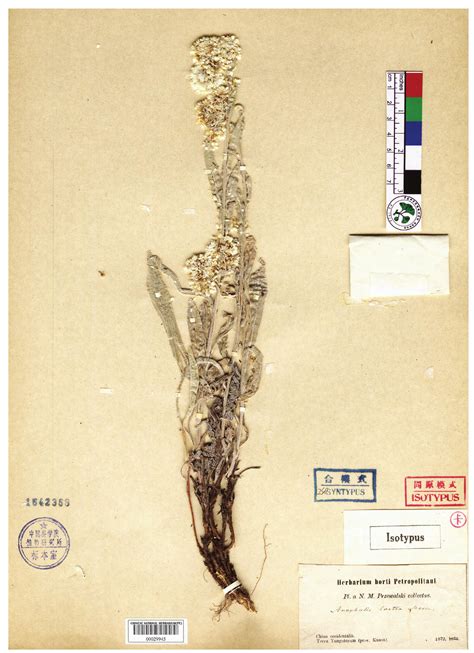 乳白香青 国家植物标本馆 Pe 模式标本集 图片
