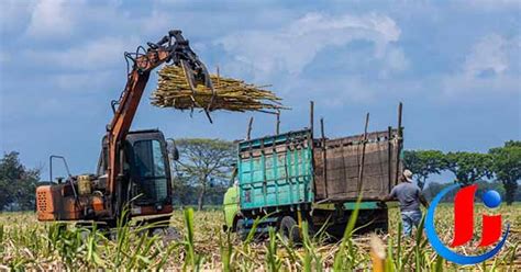 Di Tahun Ptpn I Regional Targetkan Produktivitas Tebu Capai