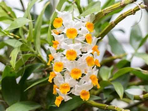 Dendrobium Orchid Plants - How To Grow Dendrobium Orchids | Gardening Know How