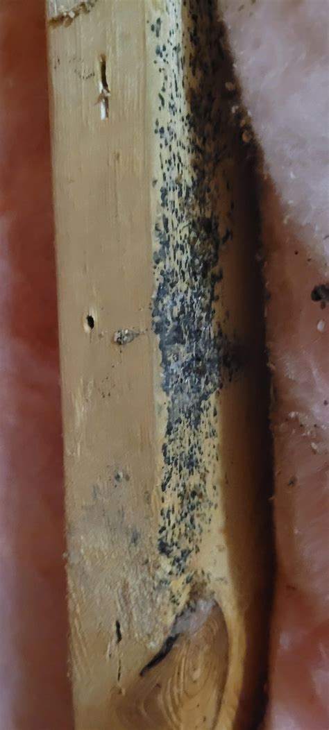 how to know if i have bedbugs 3