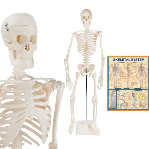 Buy The Anatomy Models Mini Human Skeleton Human Body Model Life