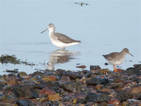 Greenshank Montrose Basin Species Database