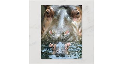 Hippopotamuses and Baby Postcard | Zazzle