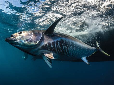 Bluefin Resurgence In The United Kingdom Marlin