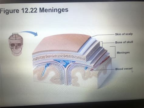 Anatomy Central Nervous System Exam 2 Flashcards Quizlet