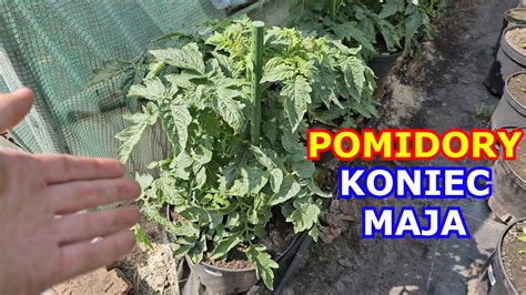 Pomidory Pod Koniec Maja Uprawa Piel Gnacja Obrywanie Li Ci