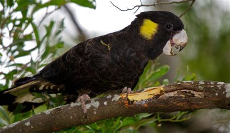 Yellow tailed black cockatoo - Alchetron, the free social encyclopedia