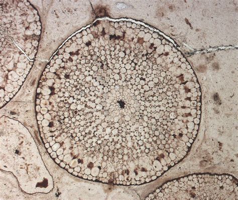 The Origin And Early Evolution Of Vascular Plant Shoots And Leaves