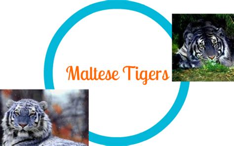 Maltese Tiger Sightings