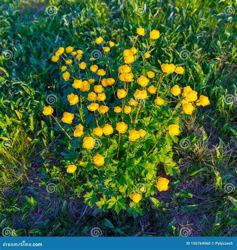Bunch of Yellow Globe-flower, Trollius Europaeus. Spring in Jizera