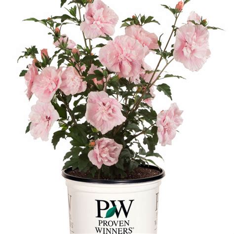 Pink Chiffon® Rose Of Sharon Hibiscus Syriacus Proven Winners