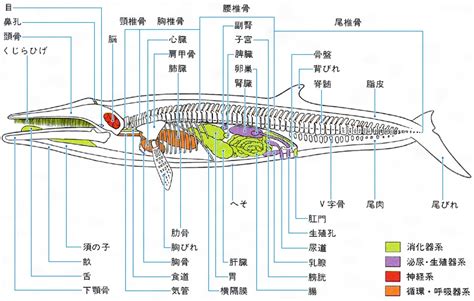 クジラの寿命は？種類ごとの違いや生態、イルカや他の長寿の動物・生物達も エンタメlab