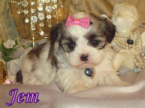 Maltese/Shih-tzu Puppies for sale in Lowe Farm, Manitoba - Nice Pets Online