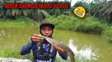 NYOLONG TAJUR ORANG DAPAT IKAN GABUS OBESITAS CASTING IKAN GABUS