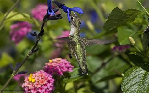 Hummingbird Screensavers and Wallpaper - WallpaperSafari