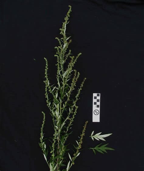 Artemisia Verlotiorum Lamotte Biologia Vegetal