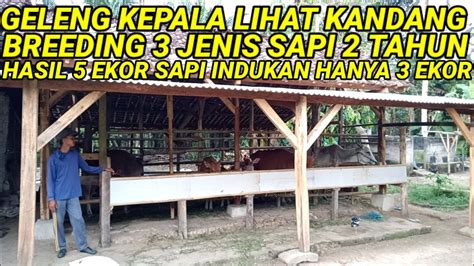 Breeding Tiga Jenis Sapi Dua Tahun Hasil 5 Ekor Youtube